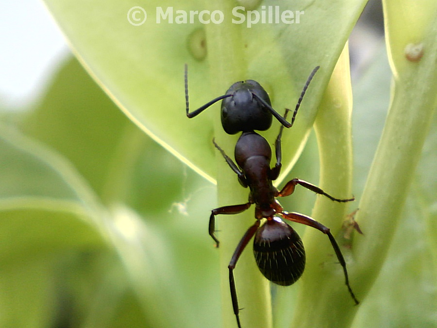 Grossa formica: Camponotus ???